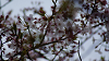 hana26 (140)_thumb.png